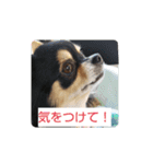 みみまろ（個別スタンプ：13）