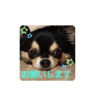 みみまろ（個別スタンプ：16）