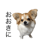 犬スタンプ【関西弁】（個別スタンプ：1）