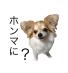 犬スタンプ【関西弁】（個別スタンプ：5）