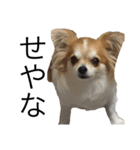 犬スタンプ【関西弁】（個別スタンプ：6）