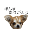 犬スタンプ【関西弁】（個別スタンプ：8）