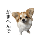 犬スタンプ【関西弁】（個別スタンプ：9）