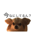 犬スタンプ【関西弁】（個別スタンプ：10）