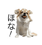 犬スタンプ【関西弁】（個別スタンプ：13）