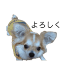 犬スタンプ【関西弁】（個別スタンプ：14）