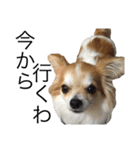 犬スタンプ【関西弁】（個別スタンプ：15）