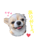 チワワのじゃるくん（個別スタンプ：7）