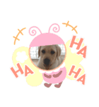 ラブラドール(ななちゃん)の日常（個別スタンプ：9）