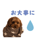 うちのひゅーさま。（個別スタンプ：30）