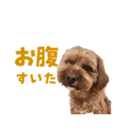 うちのひゅーさま。（個別スタンプ：34）