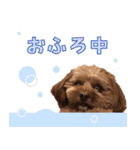 うちのひゅーさま。（個別スタンプ：40）