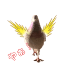 ハッピーぽっぽー（個別スタンプ：1）
