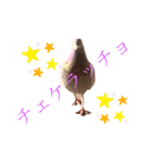 ハッピーぽっぽー（個別スタンプ：3）