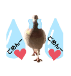 ハッピーぽっぽー（個別スタンプ：5）