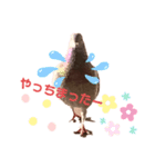 ハッピーぽっぽー（個別スタンプ：6）