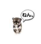 むぎとまろん2（個別スタンプ：10）