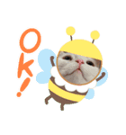 かぶちゃんスタンプ②（個別スタンプ：6）