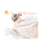 猫しらすちゃんの「しらすたんぷ」（個別スタンプ：1）