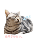 猫しらすちゃんの「しらすたんぷ」（個別スタンプ：2）
