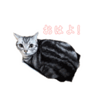 猫しらすちゃんの「しらすたんぷ」（個別スタンプ：3）