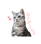 猫しらすちゃんの「しらすたんぷ」（個別スタンプ：5）