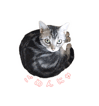 猫しらすちゃんの「しらすたんぷ」（個別スタンプ：6）