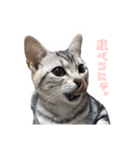 猫しらすちゃんの「しらすたんぷ」（個別スタンプ：7）