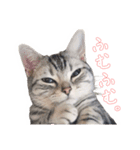 猫しらすちゃんの「しらすたんぷ」（個別スタンプ：8）