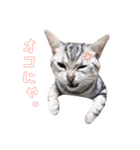 猫しらすちゃんの「しらすたんぷ」（個別スタンプ：9）