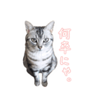 猫しらすちゃんの「しらすたんぷ」（個別スタンプ：10）