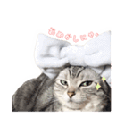 猫しらすちゃんの「しらすたんぷ」（個別スタンプ：11）