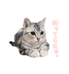 猫しらすちゃんの「しらすたんぷ」（個別スタンプ：12）
