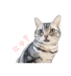 猫しらすちゃんの「しらすたんぷ」（個別スタンプ：13）