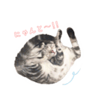 猫しらすちゃんの「しらすたんぷ」（個別スタンプ：14）