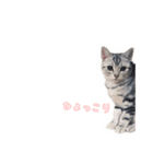 猫しらすちゃんの「しらすたんぷ」（個別スタンプ：15）