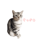 猫しらすちゃんの「しらすたんぷ」（個別スタンプ：16）