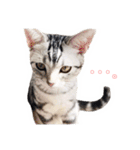 猫しらすちゃんの「しらすたんぷ」（個別スタンプ：18）