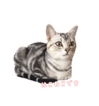猫しらすちゃんの「しらすたんぷ」（個別スタンプ：19）