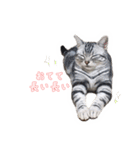 猫しらすちゃんの「しらすたんぷ」（個別スタンプ：20）