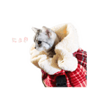 猫しらすちゃんの「しらすたんぷ」（個別スタンプ：21）