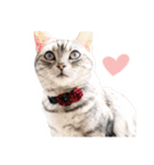 猫しらすちゃんの「しらすたんぷ」（個別スタンプ：22）