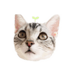 猫しらすちゃんの「しらすたんぷ」（個別スタンプ：23）
