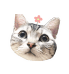 猫しらすちゃんの「しらすたんぷ」（個別スタンプ：24）