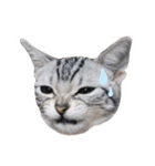 猫しらすちゃんの「しらすたんぷ」（個別スタンプ：25）