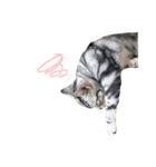 猫しらすちゃんの「しらすたんぷ」（個別スタンプ：26）