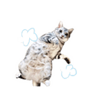 猫しらすちゃんの「しらすたんぷ」（個別スタンプ：27）