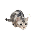 猫しらすちゃんの「しらすたんぷ」（個別スタンプ：28）