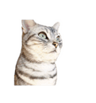 猫しらすちゃんの「しらすたんぷ」（個別スタンプ：29）