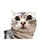 猫しらすちゃんの「しらすたんぷ」（個別スタンプ：30）